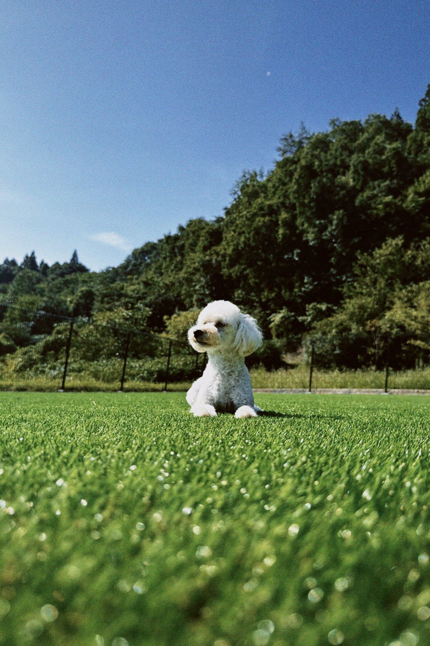 山を背にした天然芝のドッグランでくつろぐ白い犬
