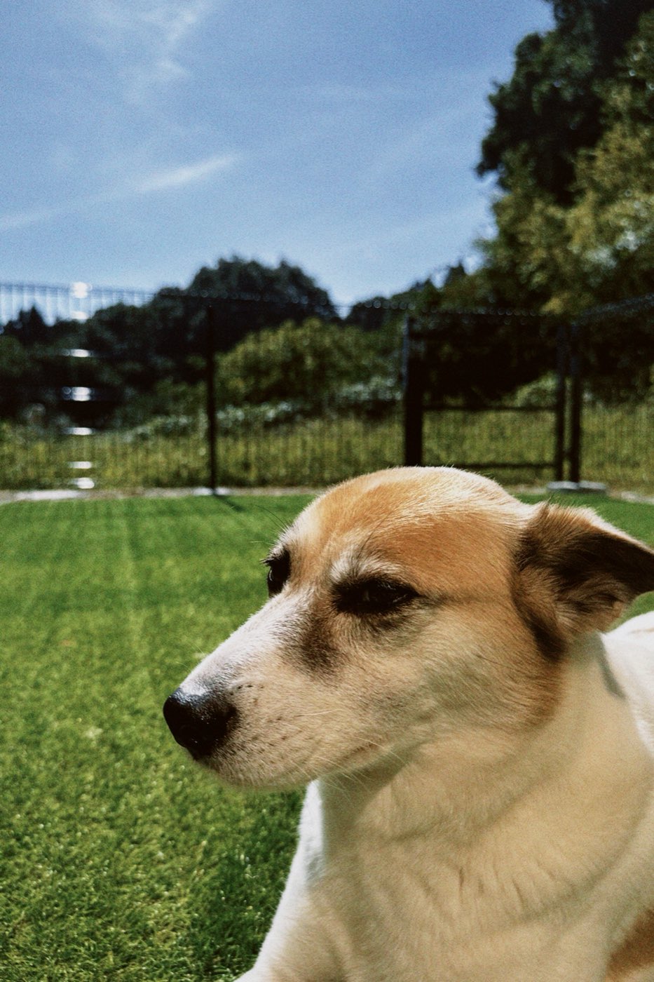 ドッグランでこちらを見る犬