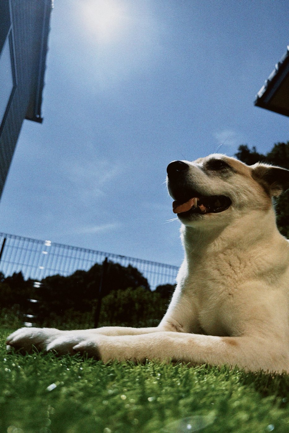 芝生に伏せて空を見上げる犬