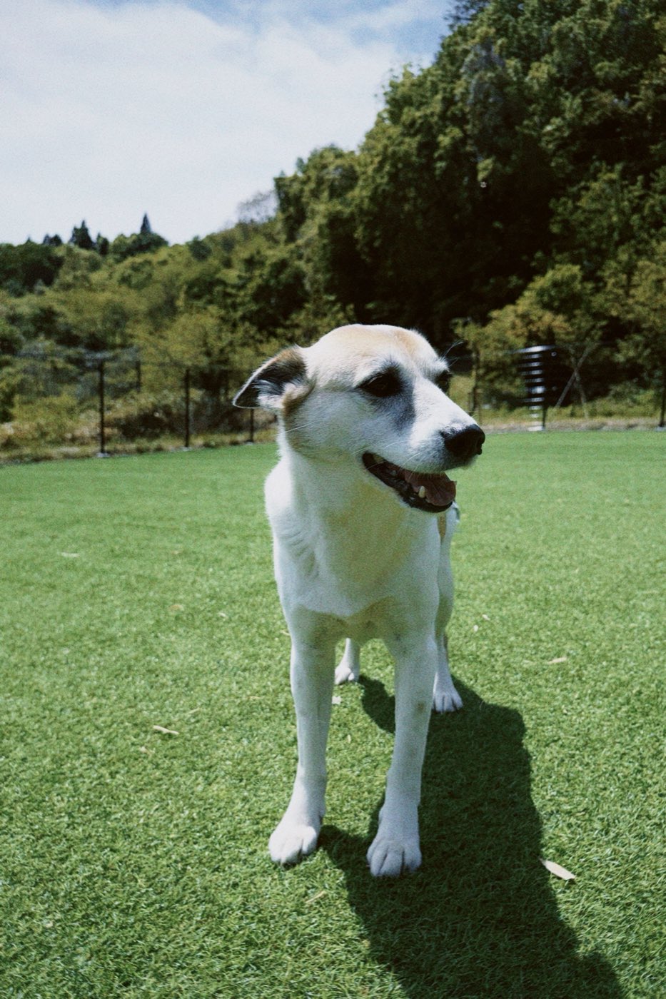 ドッグランに座る白い犬