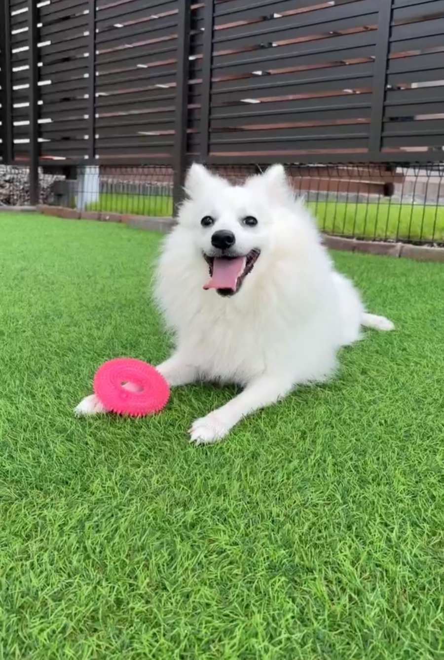 ピンクの輪のおもちゃをそばに、芝生に伏せて口を開けている白いスピッツ