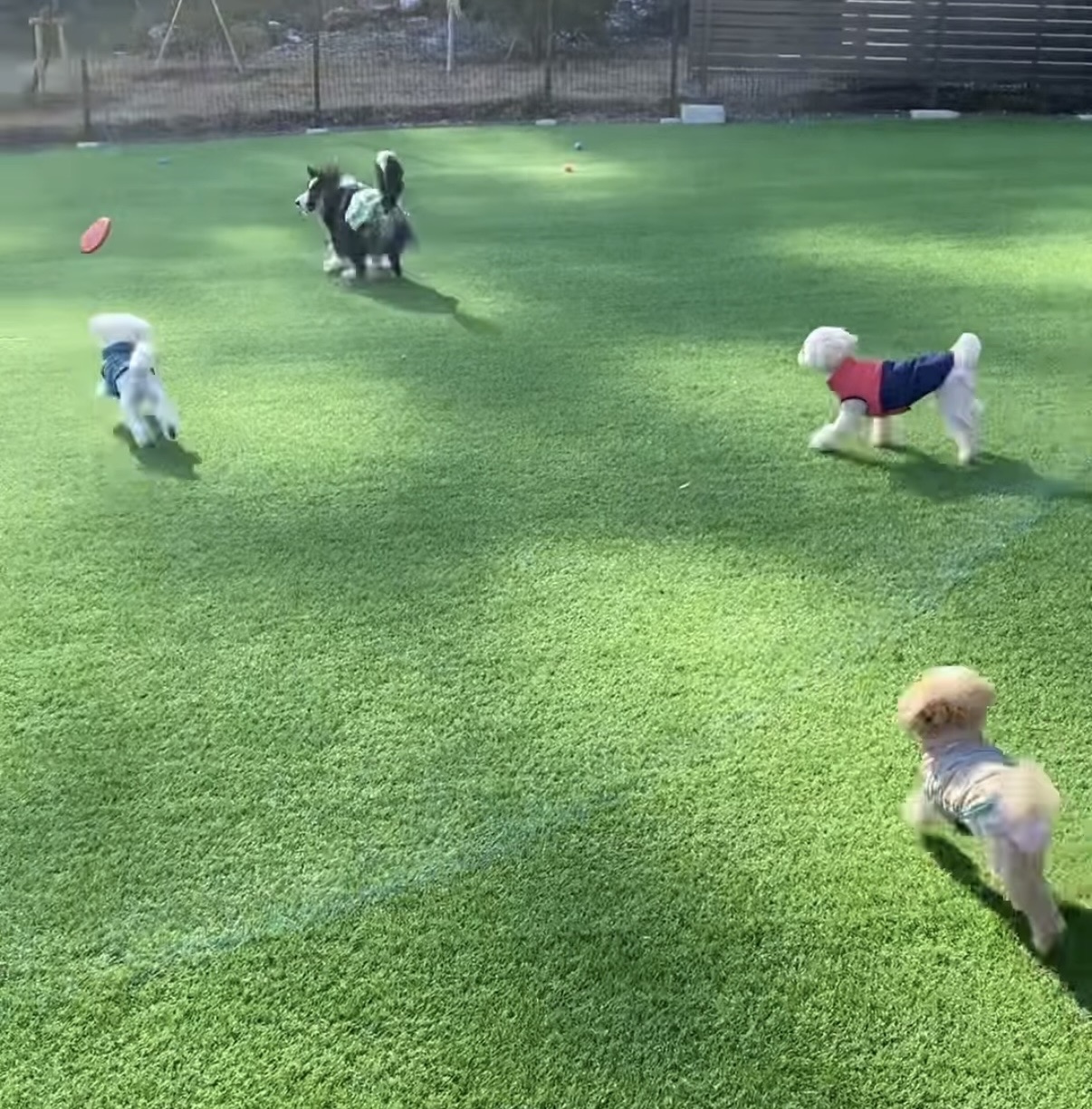 投げられたフリスビーを追いかけて、芝生を走る4頭の犬