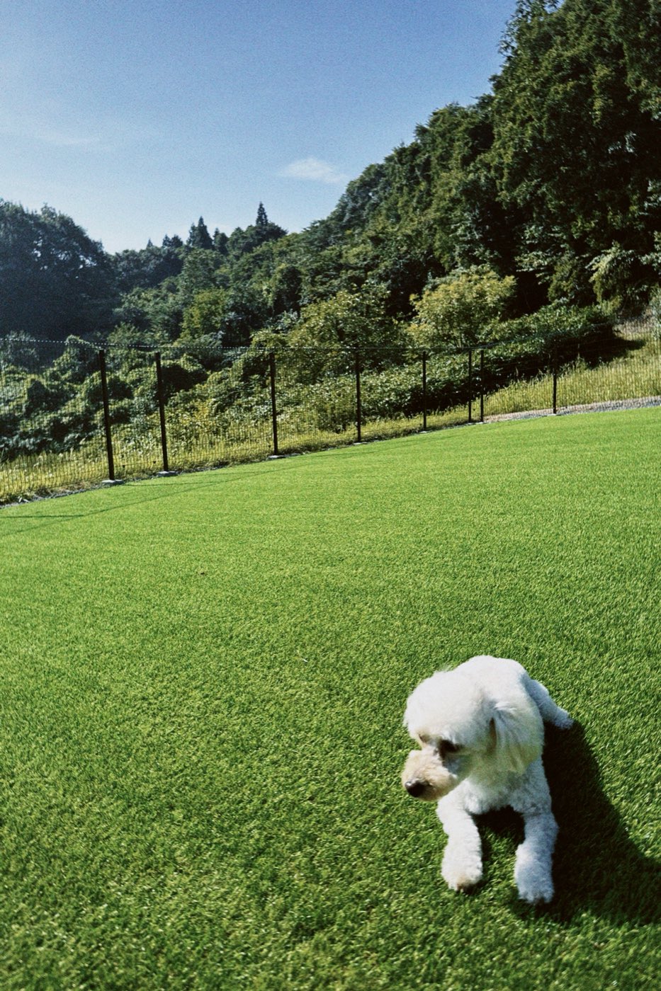 山に囲まれた天然芝のドッグランに寝そべる白い犬