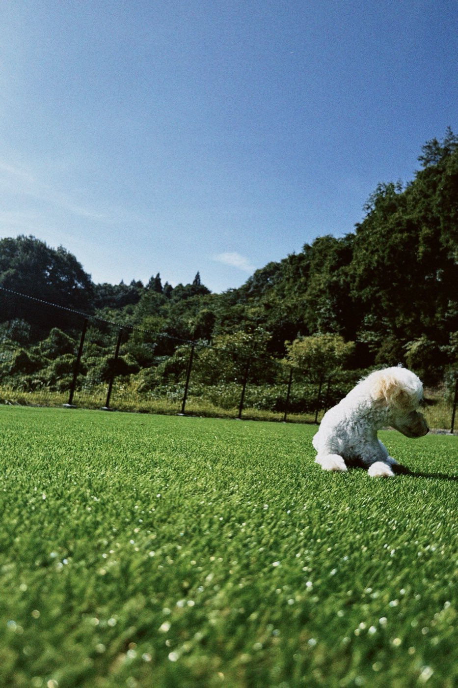 青空の下、広い天然芝を歩く白い犬