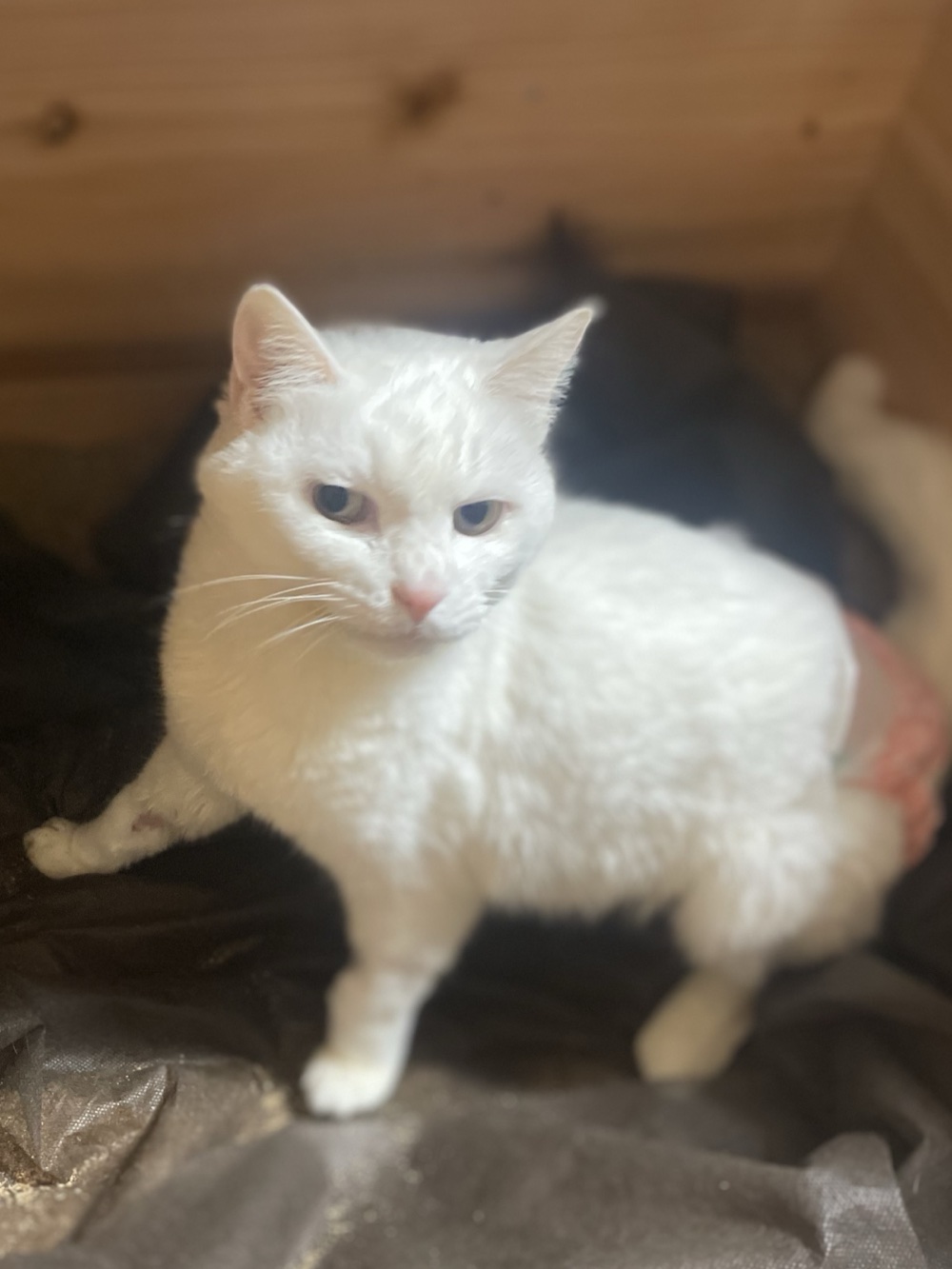 ヒノキの浴槽のなかで、静かにこちらを見ている白い猫のハク