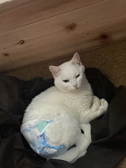 ヒノキの浴槽のなかで、布の上に体を丸めて休んでいる白い猫のハク