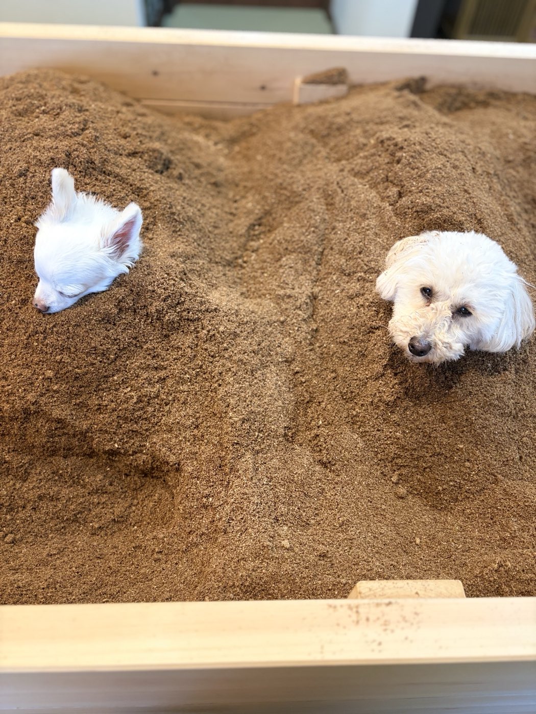 おが屑に埋まる犬とチワワ