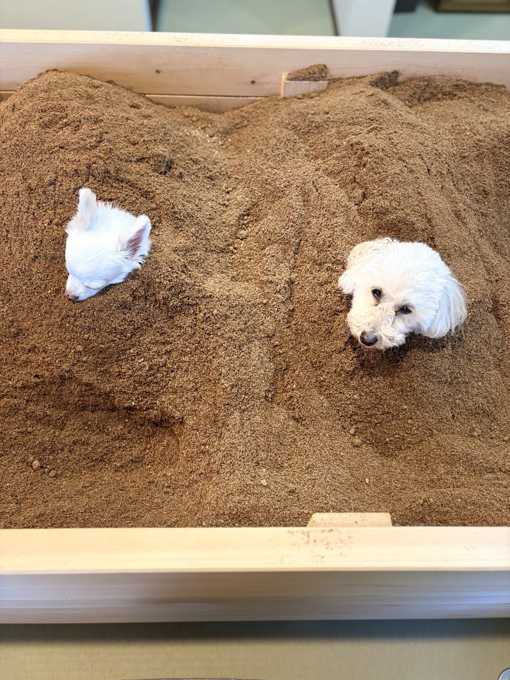 おが屑に埋まって顔だけ出している2頭の犬