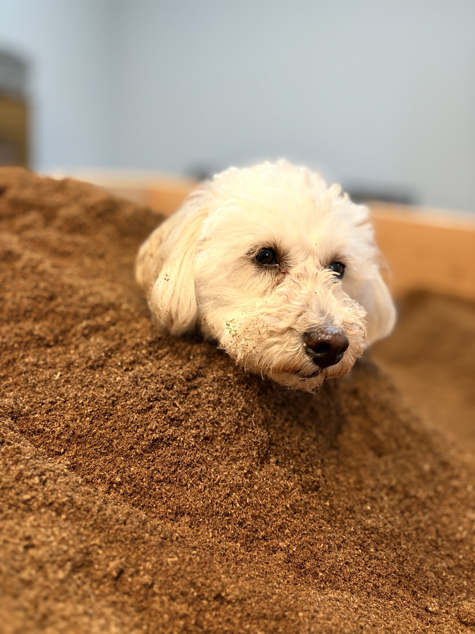 おが屑の山から顔を出す白い犬