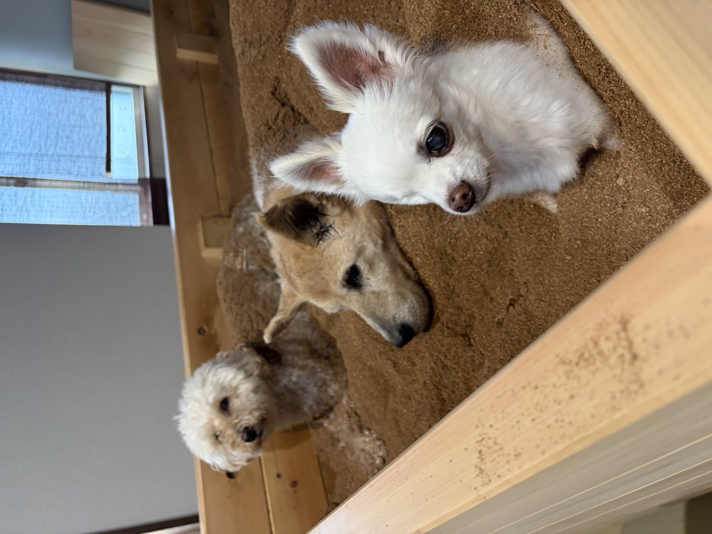 ヒノキの浴槽のふちから外をながめる3頭の犬