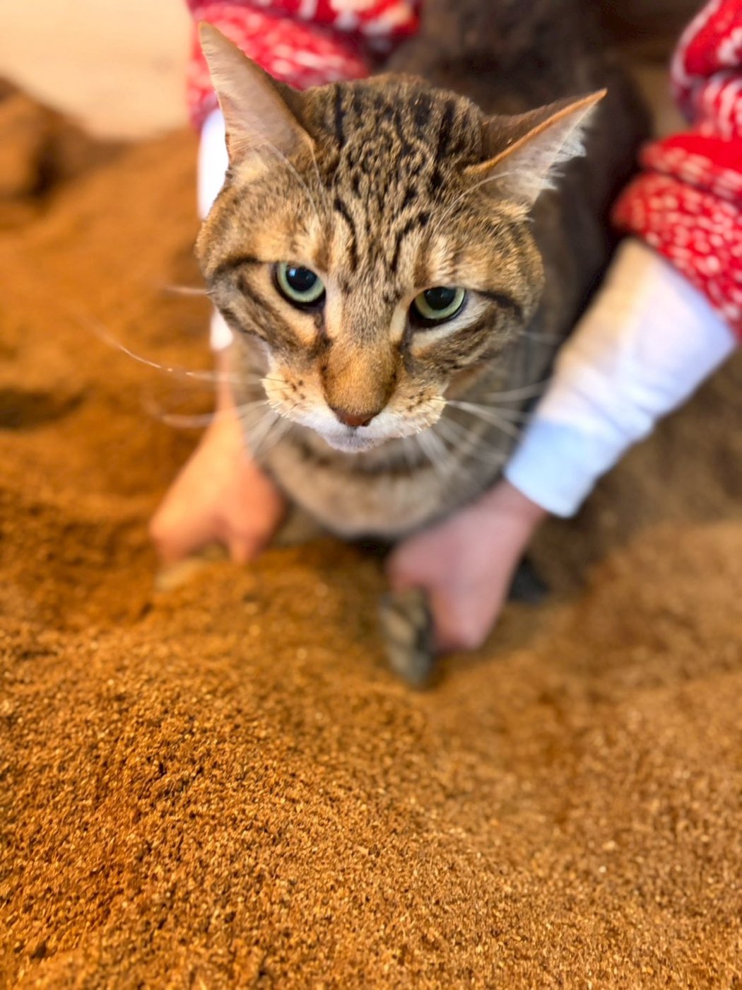 スタッフに支えられながら、おが屑の酵素風呂に入るキジトラの猫