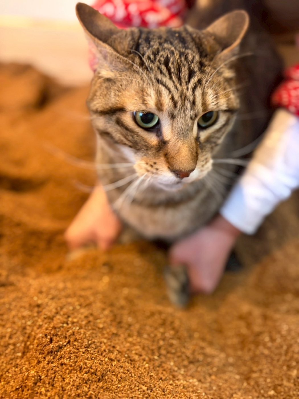 スタッフに支えられ、おが屑の中で落ち着いているキジトラの猫