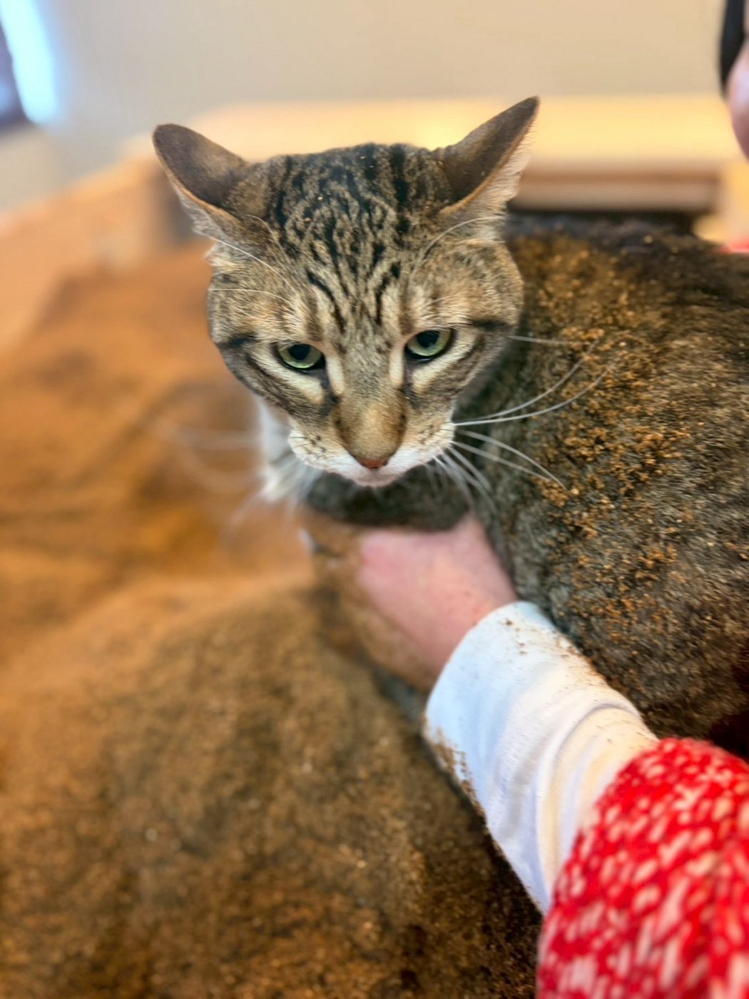 おが屑をまとったキジトラの猫を、スタッフがそっと支えている様子