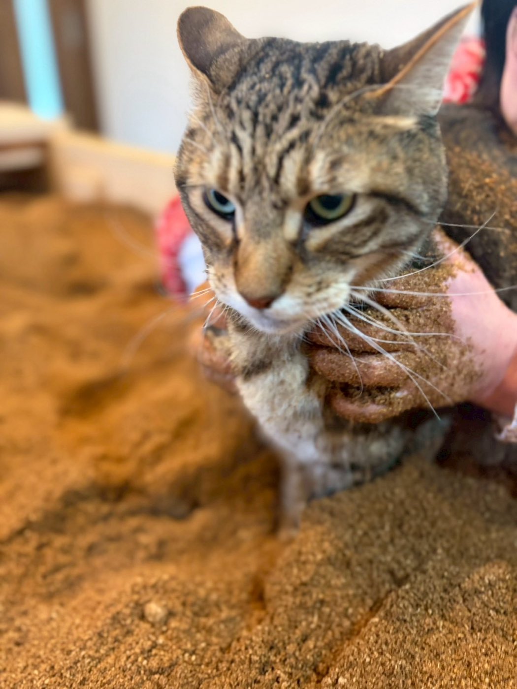 おが屑の中で支えられているキジトラの猫