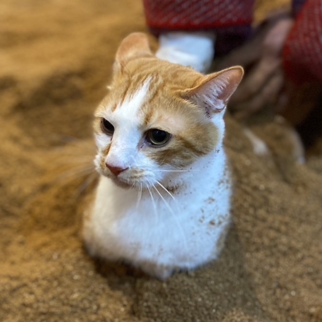 おが屑に体をうずめて、そっと支えられている茶白の猫