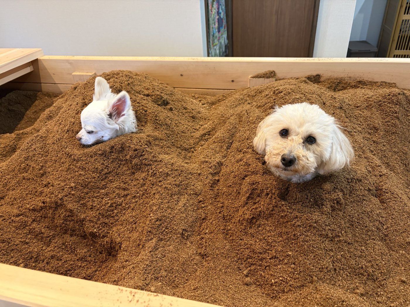 おが屑に埋まって顔だけ出している2頭の犬